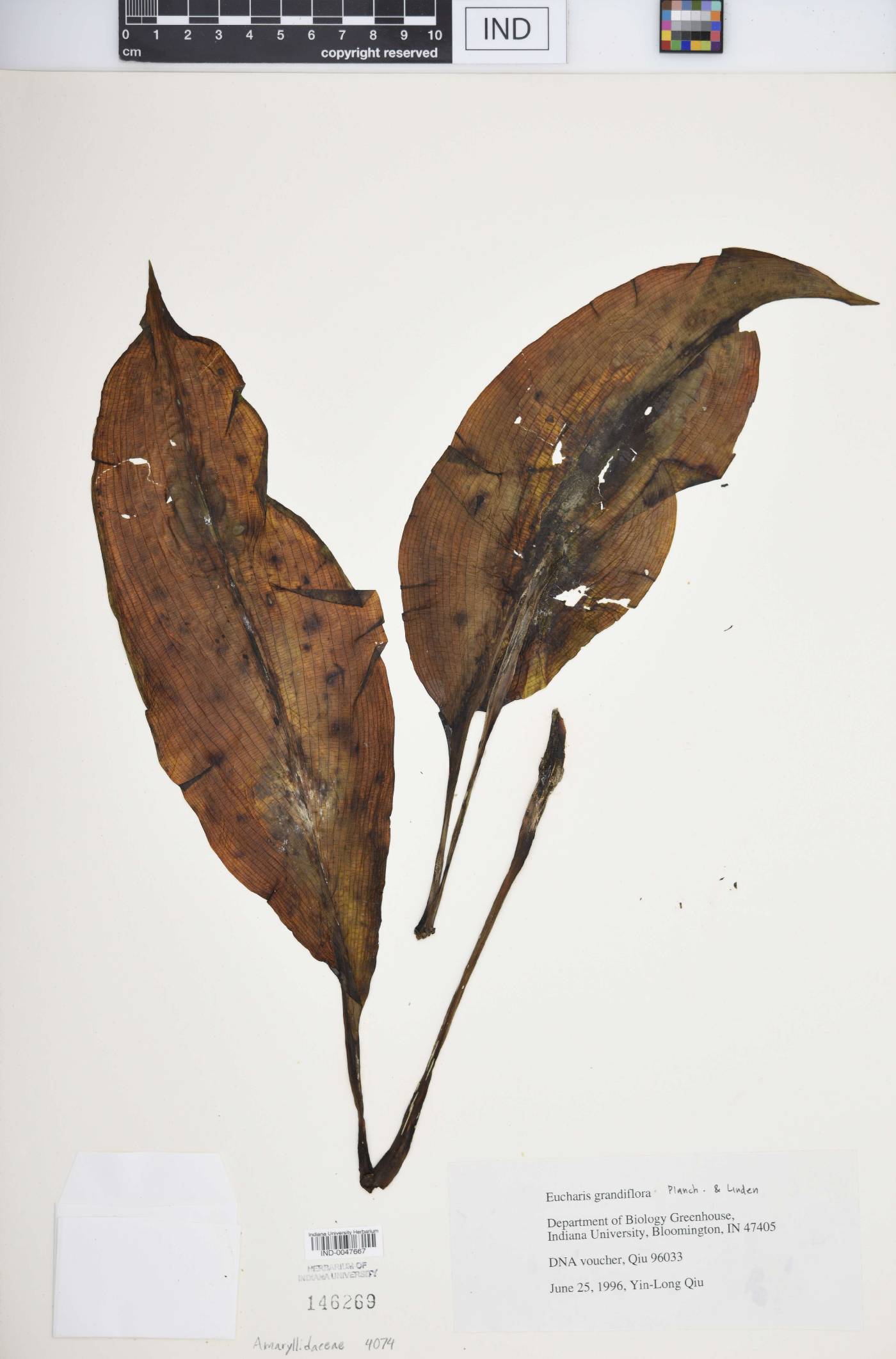 Eucharis grandiflora image