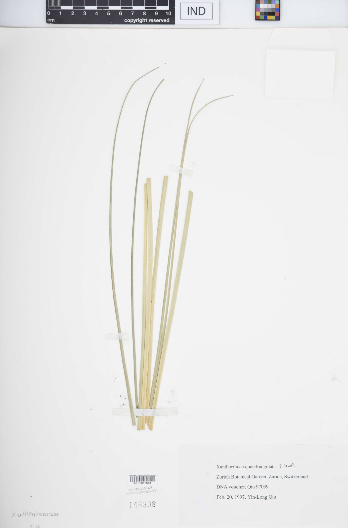 Xanthorrhoea quadrangulata image
