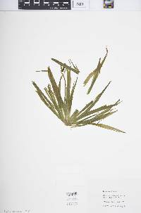 Stratiotes aloides image