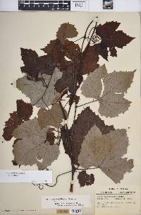 Vitis aestivalis var. aestivalis image