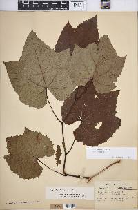 Vitis aestivalis var. aestivalis image