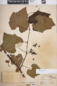 Vitis aestivalis var. aestivalis image