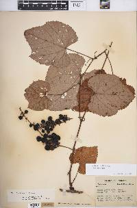 Vitis aestivalis var. aestivalis image