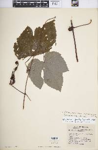 Vitis aestivalis var. aestivalis image