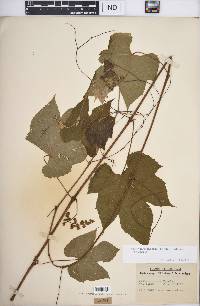 Vitis cinerea var. cinerea image