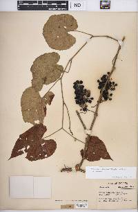 Vitis cinerea var. cinerea image