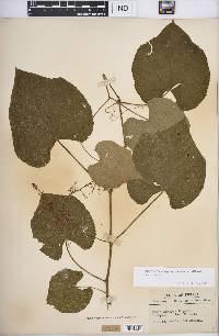 Vitis cinerea var. cinerea image