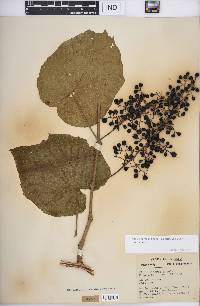 Vitis cinerea image