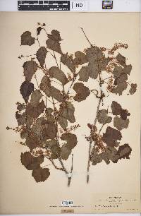 Vitis arizonica image