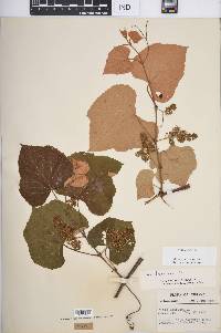 Vitis labrusca image