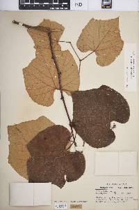 Vitis labrusca image