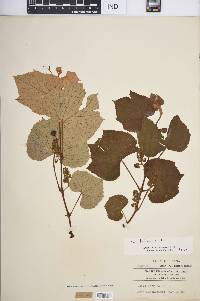 Vitis labrusca image