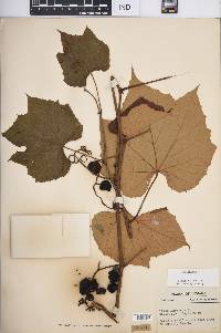 Vitis labrusca image