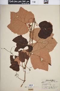 Vitis labrusca image