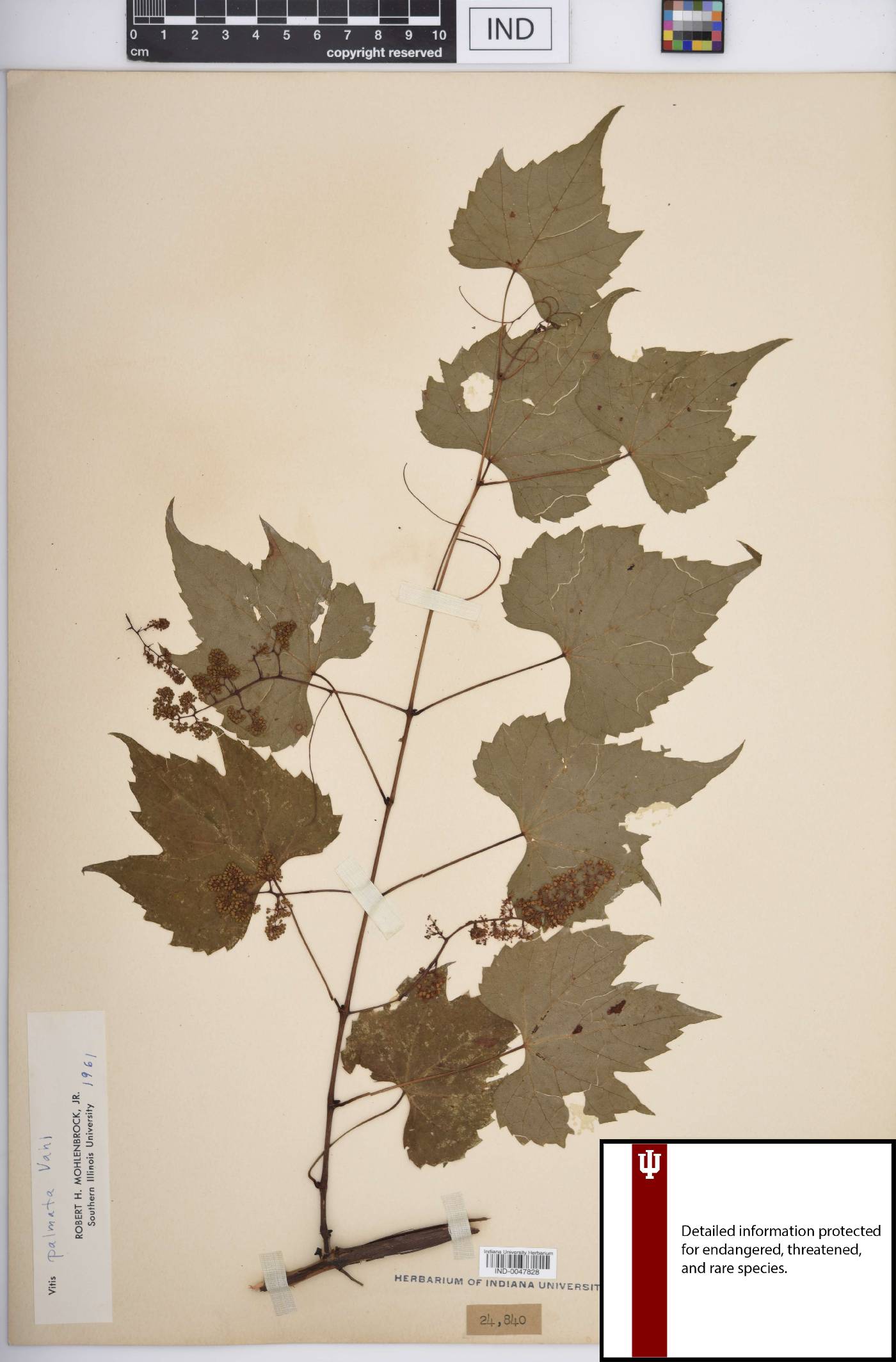 Vitis palmata image