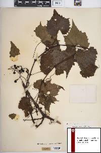 Vitis palmata image