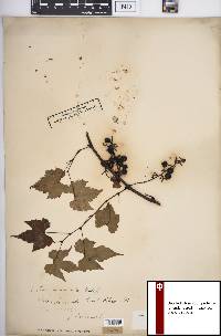 Vitis palmata image