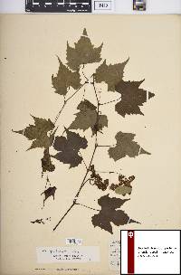 Vitis palmata image