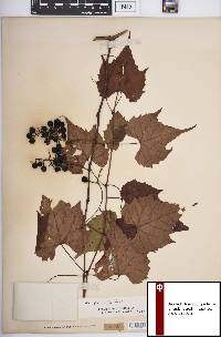 Vitis palmata image