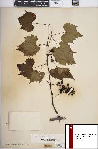 Vitis palmata image