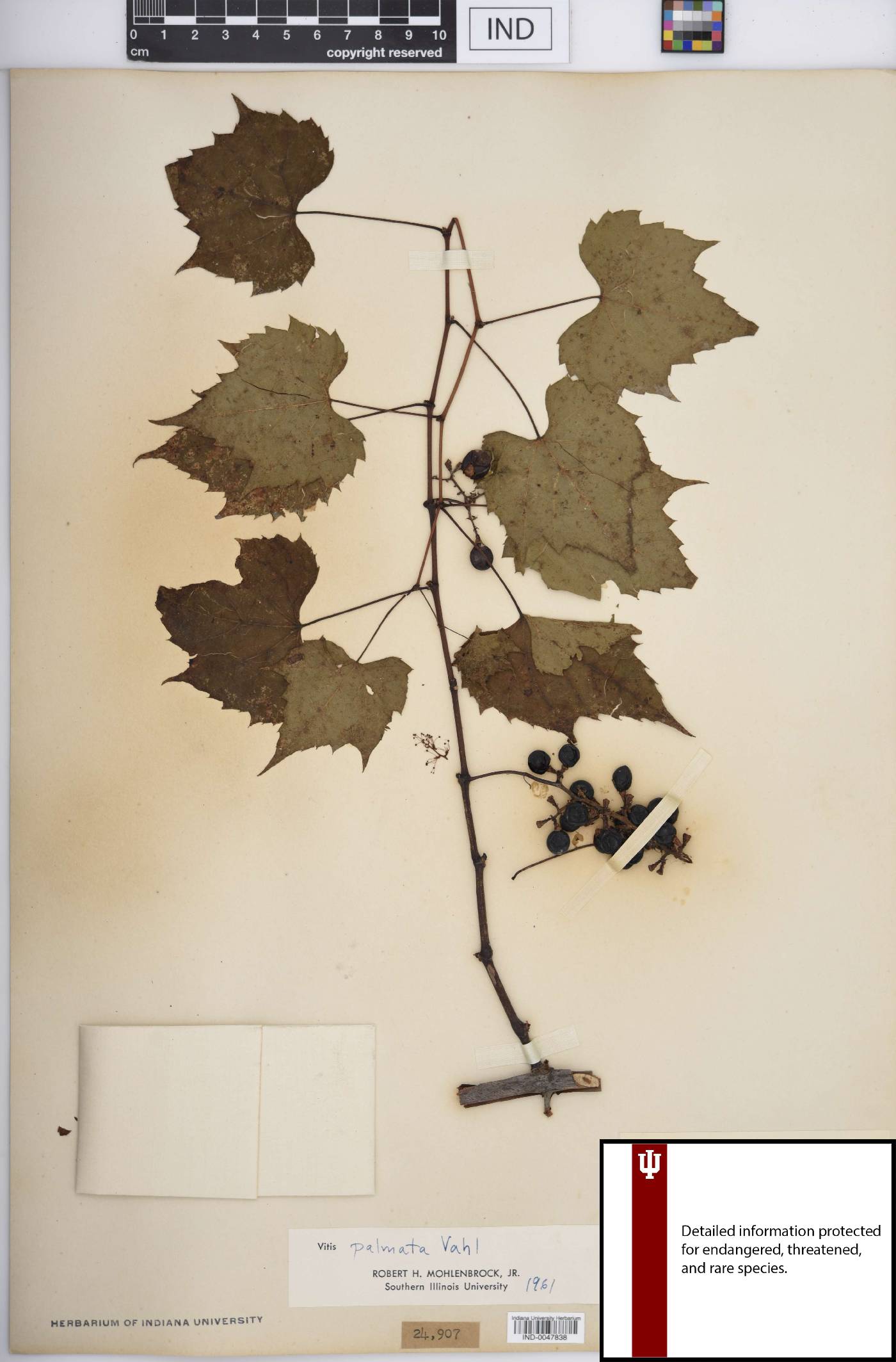 Vitis palmata image