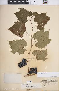 Vitis riparia image