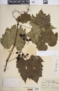 Vitis riparia image