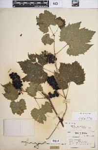 Vitis riparia image