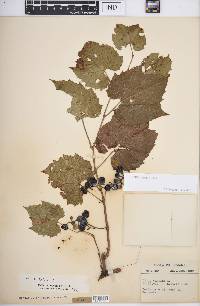 Vitis riparia image