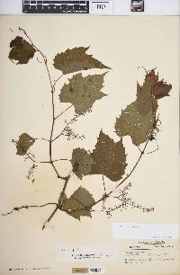 Vitis riparia image