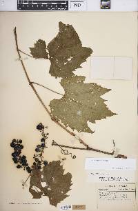 Vitis riparia image