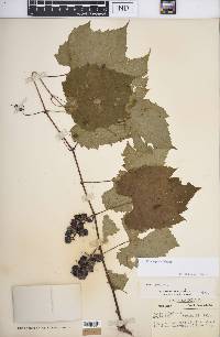 Vitis riparia image