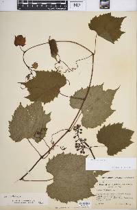 Vitis riparia image