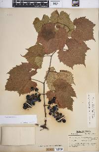 Vitis riparia image