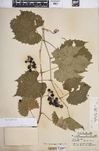 Vitis riparia image