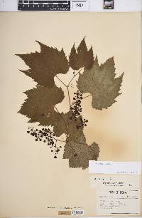 Vitis riparia image