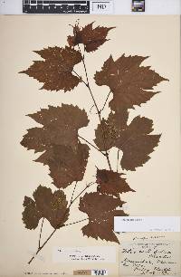 Vitis riparia image