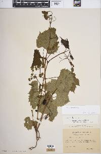 Vitis riparia image