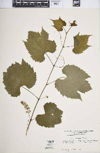 Vitis riparia image