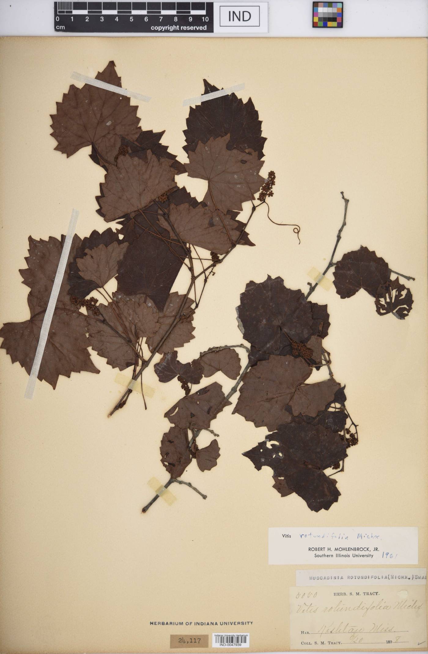 Vitis rotundifolia image