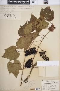 Vitis vulpina image