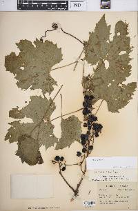 Vitis vulpina image