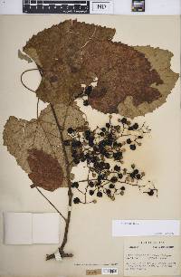 Vitis vulpina image