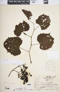 Vitis vulpina image