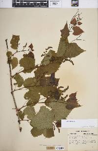 Vitis vulpina image