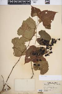 Vitis vulpina image