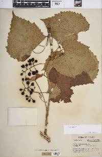 Vitis vulpina image