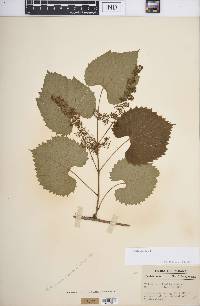 Vitis vulpina image