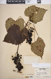 Vitis vulpina image