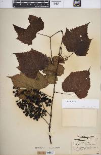 Vitis vulpina image